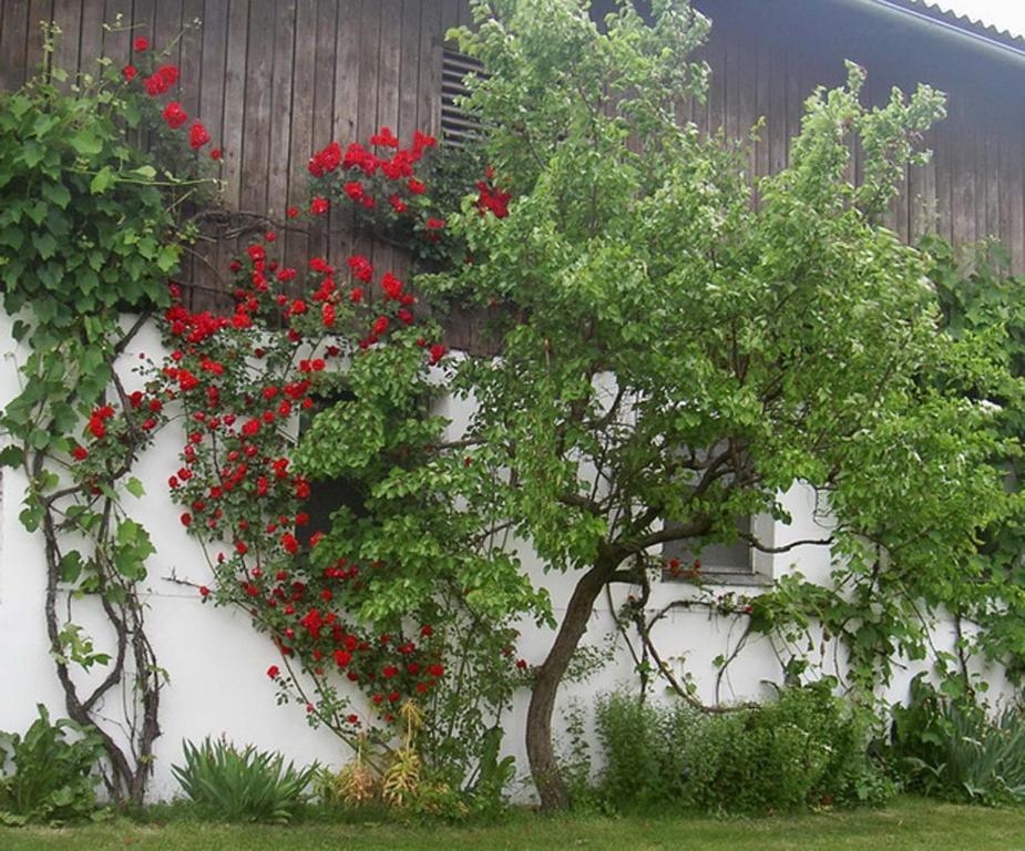 Goelsenhof - Fam. Buechinger Wald (Lower Austria) Exterior foto