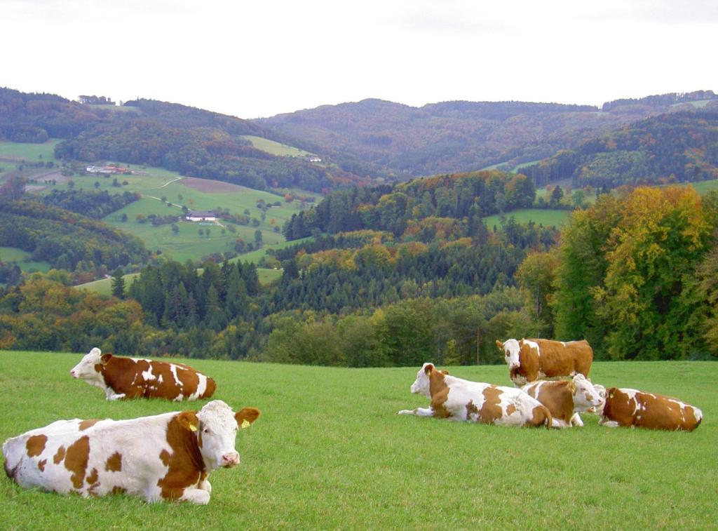 Goelsenhof - Fam. Buechinger Wald (Lower Austria) Exterior foto